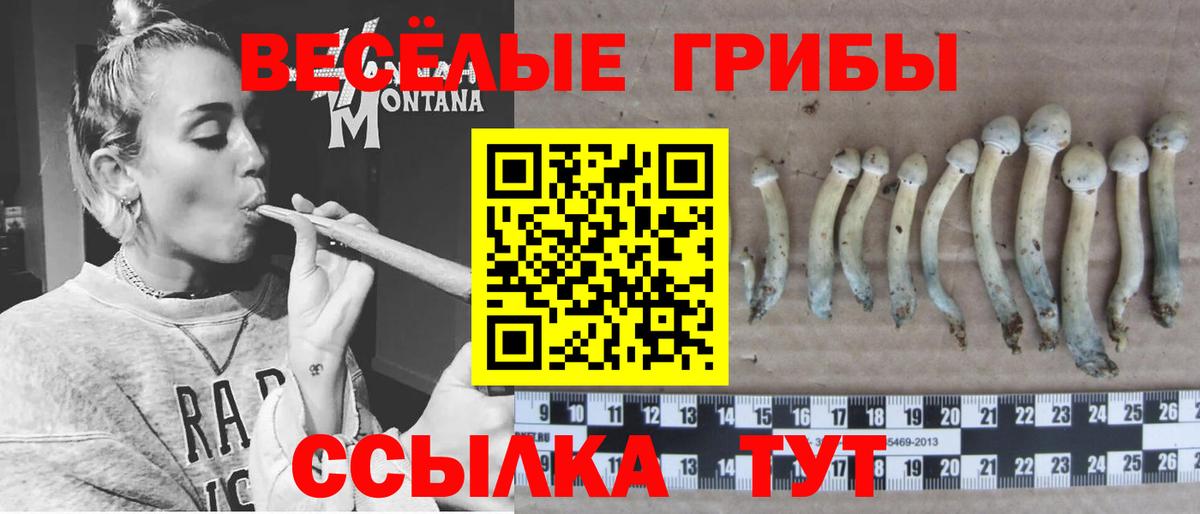 Галлюциногенные грибы Psilocybine cubensis Краснознаменск